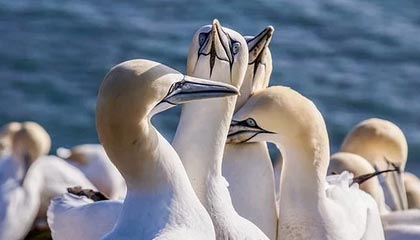 开云体育官方网站登陆-哈兰德连续17场破门，英超十冠王难敌青春锋线，哈兰德的转会费