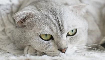 开云体育官方网站登陆-哈兰德连续17场破门，英超十冠王难敌青春锋线，哈兰德的转会费