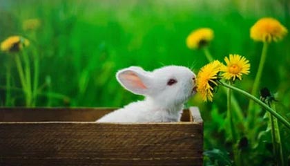 开云体育官方网站登陆-哈兰德连续17场破门，英超十冠王难敌青春锋线，哈兰德的转会费